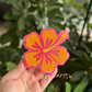 Hibiscus Freshie